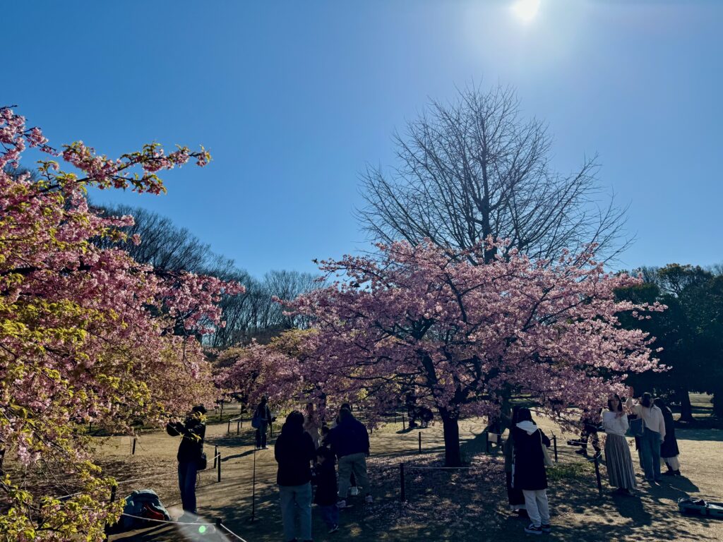 Sakura in Yoyogi Park